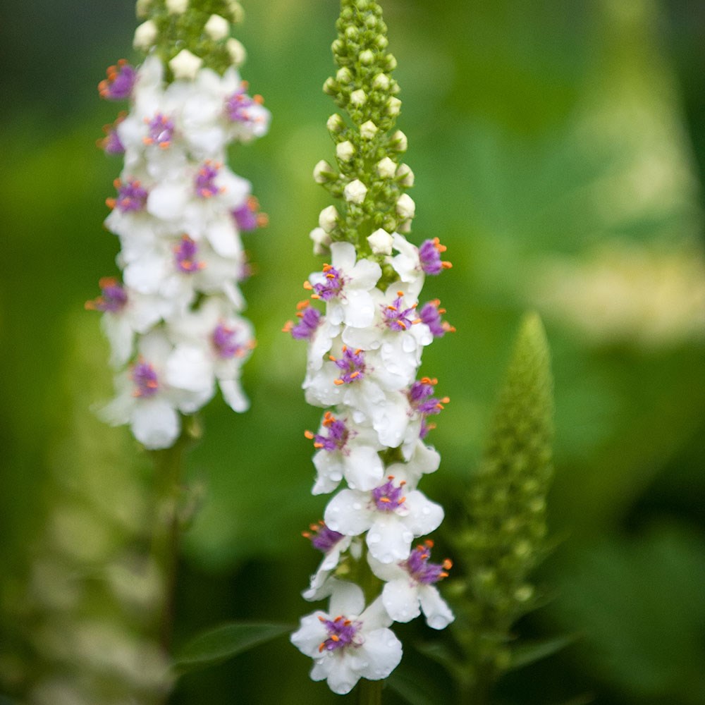 <i>Verbascum chaixii</i> 'Album'