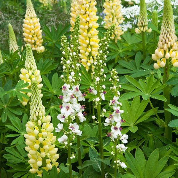 <i>Verbascum chaixii</i> 'Album'
