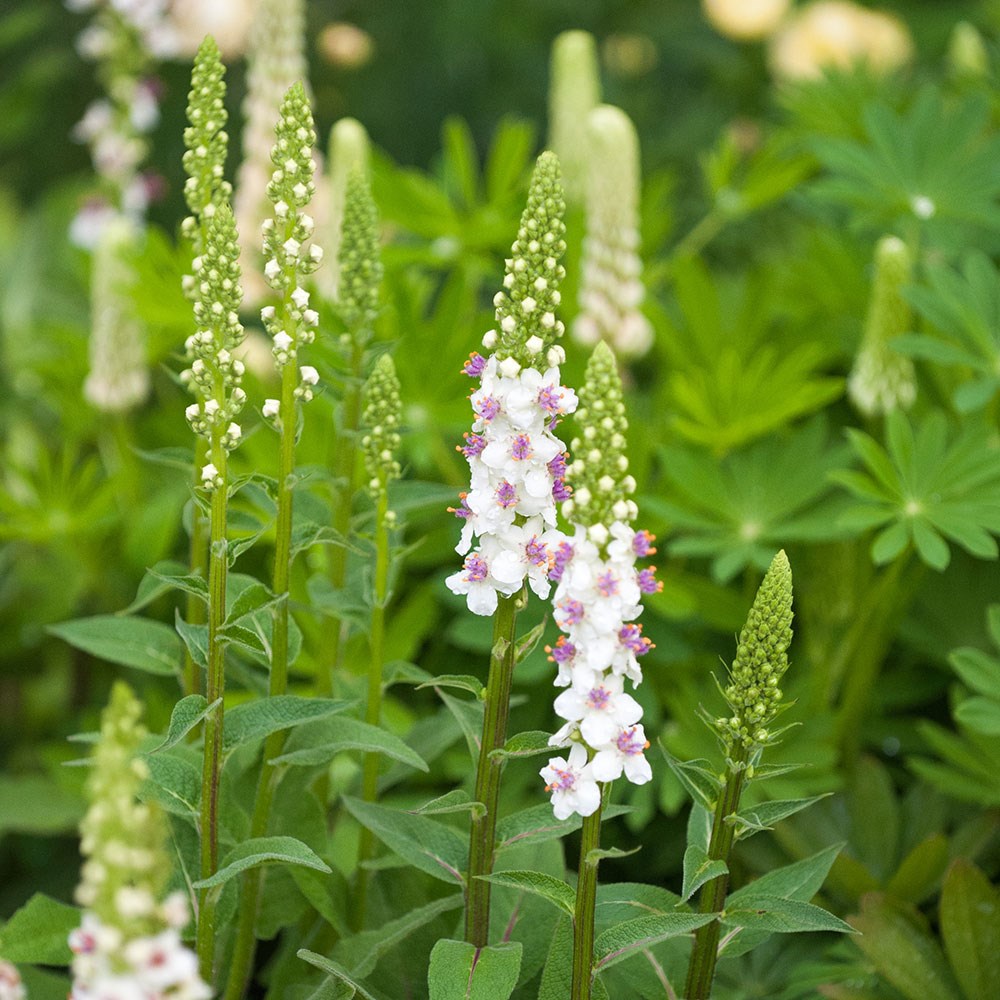 <i>Verbascum chaixii</i> 'Album'