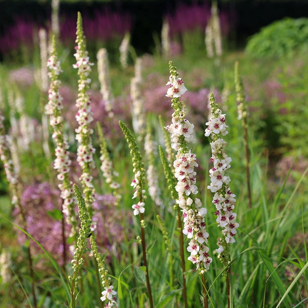 <i>Verbascum chaixii</i> 'Album'