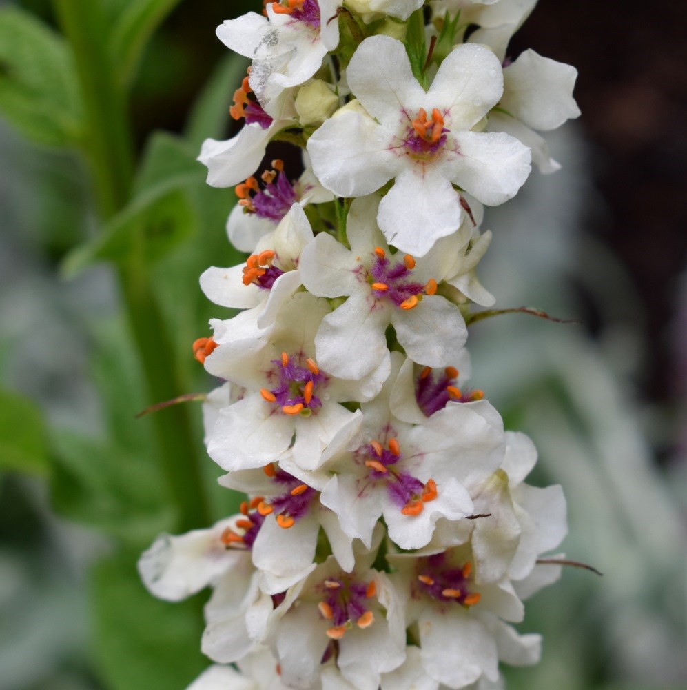<i>Verbascum chaixii</i> 'Album'