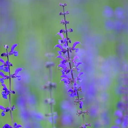 <i>Salvia pratensis</i> 