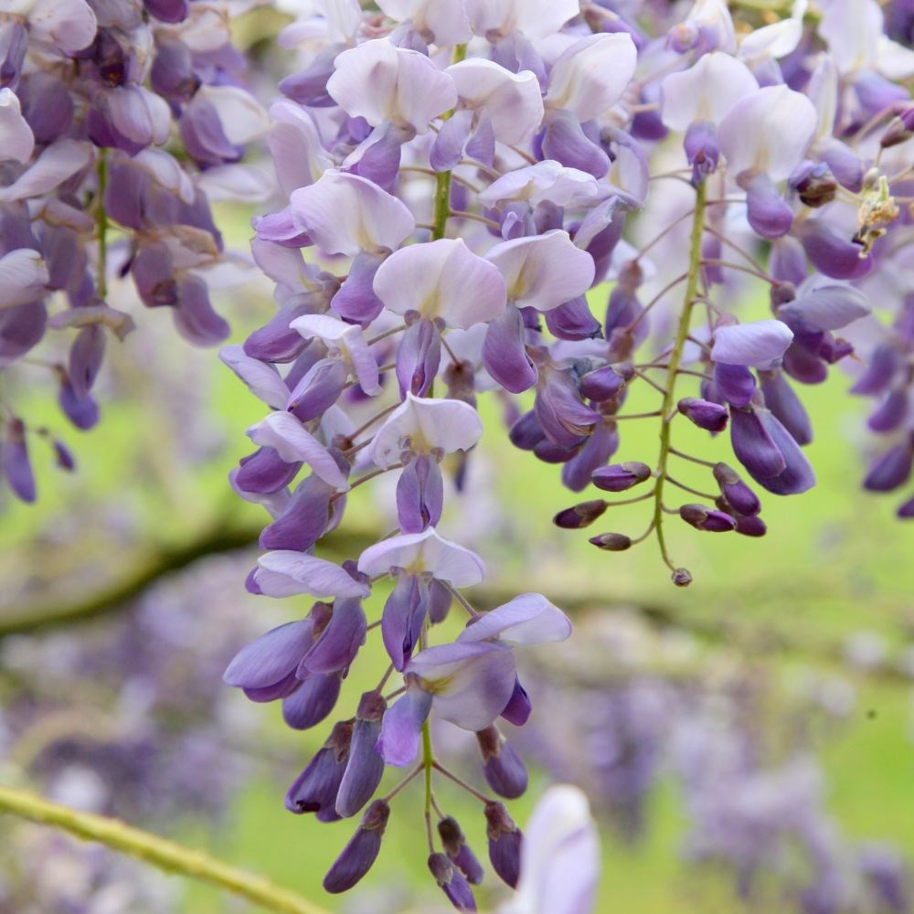 <i>Wisteria sinensis</i> 'Amethyst'