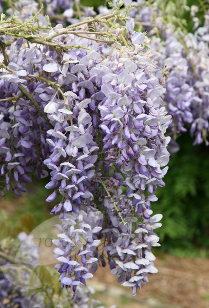 <i>Wisteria sinensis</i> 'Amethyst'