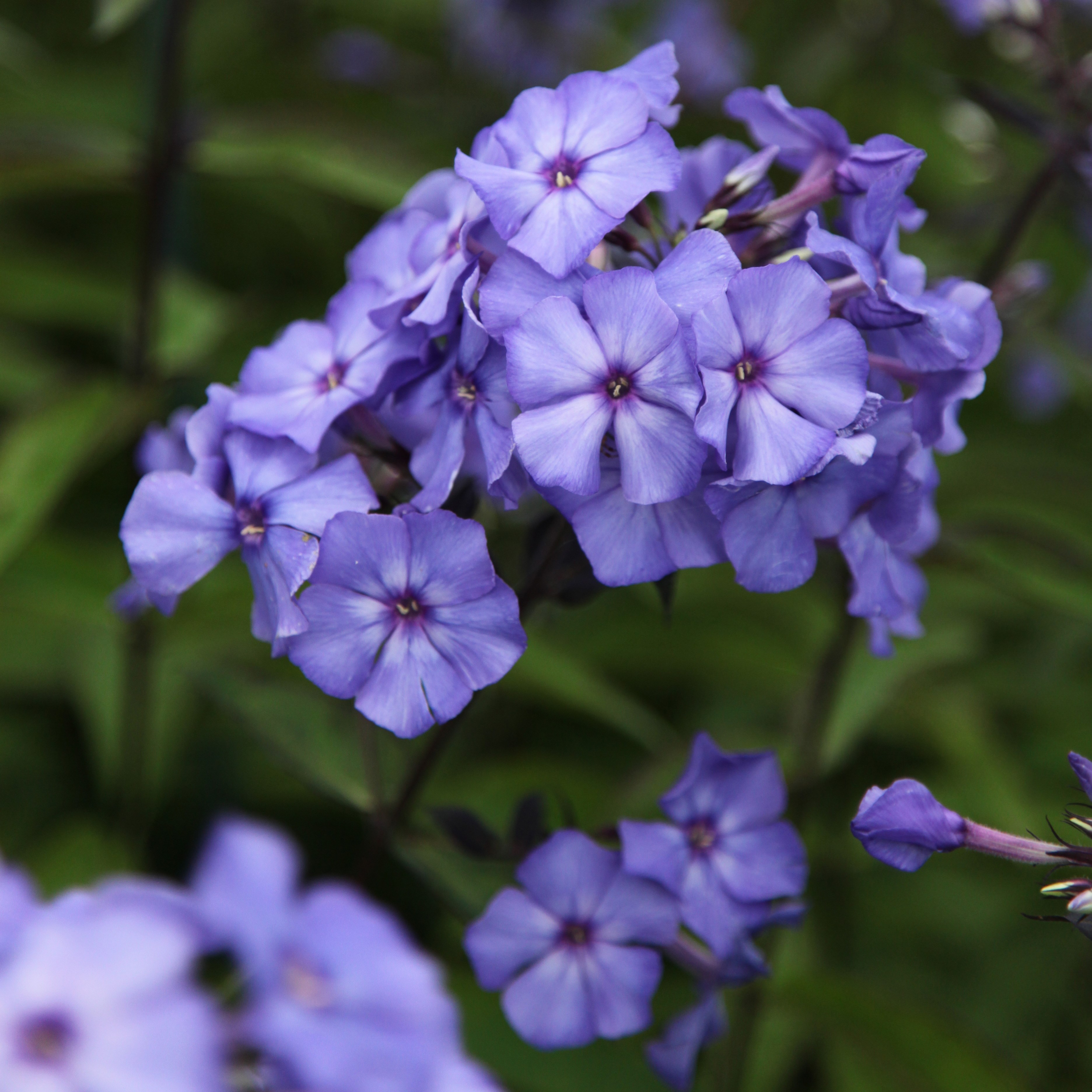 <i>Phlox paniculata</i> 'Blue Paradise'