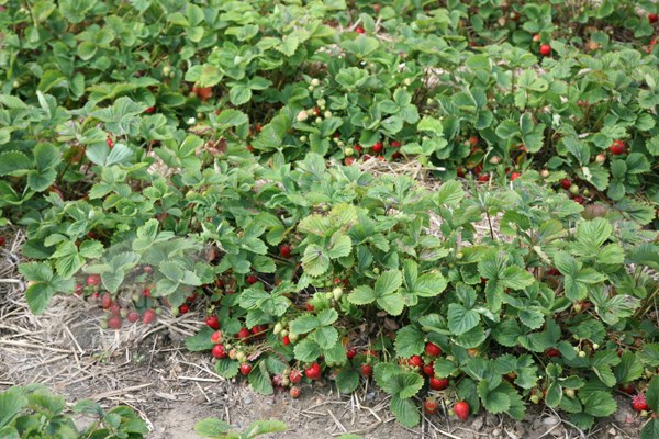 strawberry 'Symphony' (PBR)