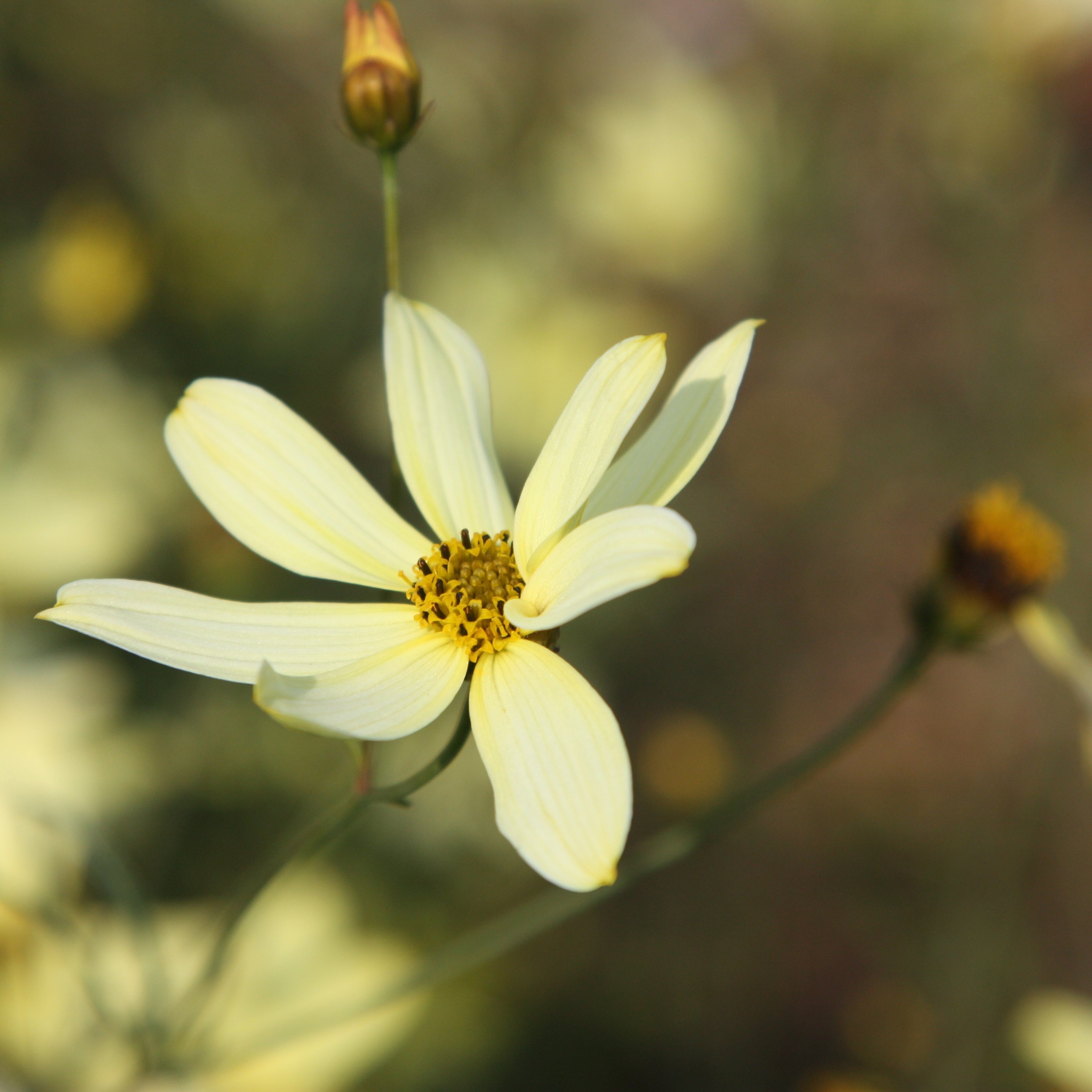 <i>Coreopsis verticillata</i> 'Moonbeam'