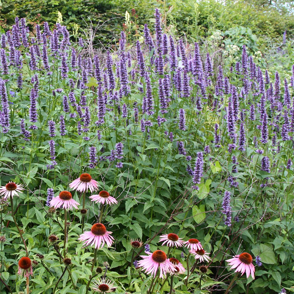 <i>Agastache</i> 'Blackadder'