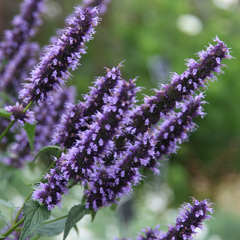<i>Agastache</i> 'Blackadder'