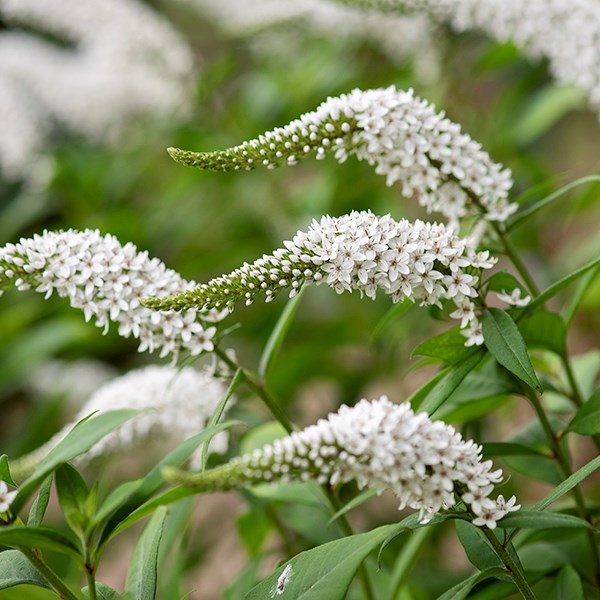 <i>Lysimachia clethroides</i> 