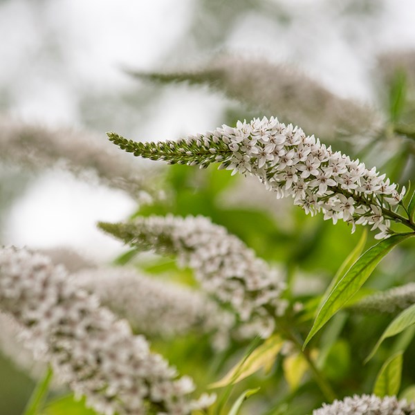 <i>Lysimachia clethroides</i> 
