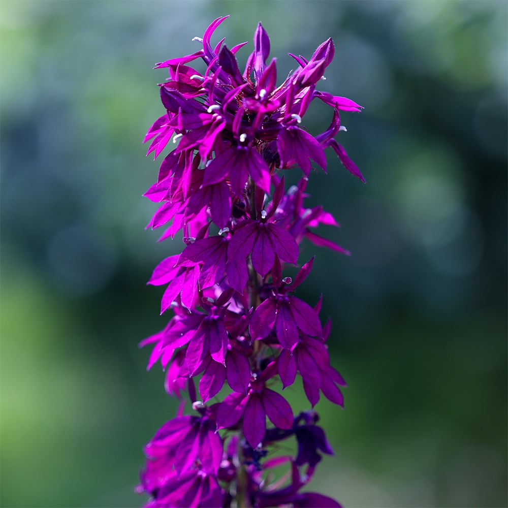 <i>Lobelia</i> × <i>speciosa</i> 'Hadspen Purple' (PBR)