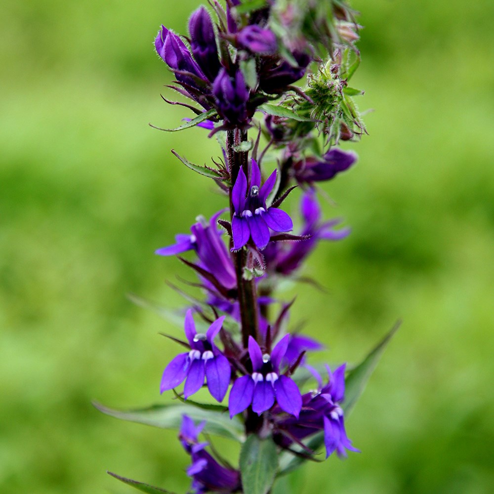 <i>Lobelia</i> × <i>speciosa</i> 'Vedrariensis'