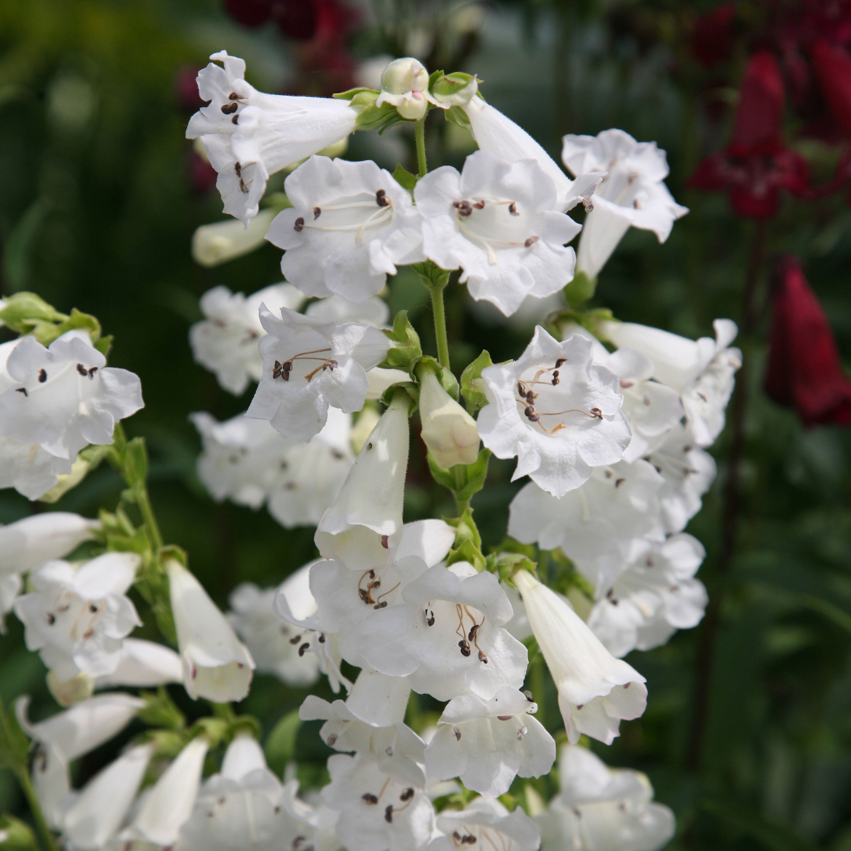 <i>Penstemon</i> 'White Bedder'