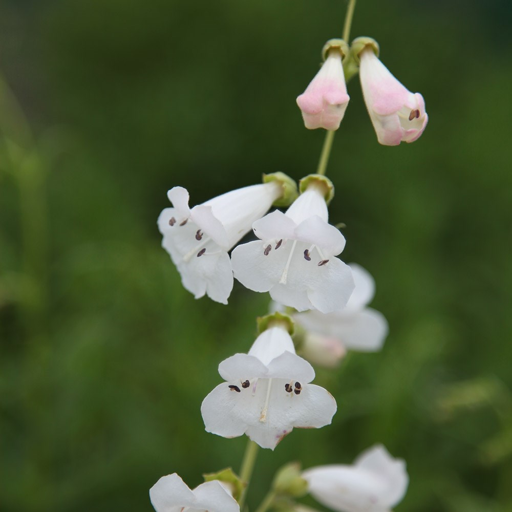 <i>Penstemon</i> 'White Bedder'