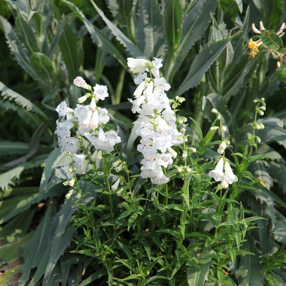 <i>Penstemon</i> 'White Bedder'