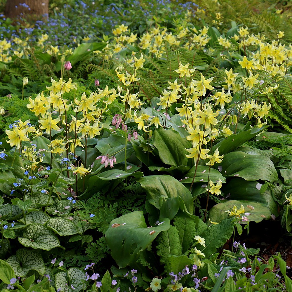 <i>Erythronium</i> 'Pagoda'
