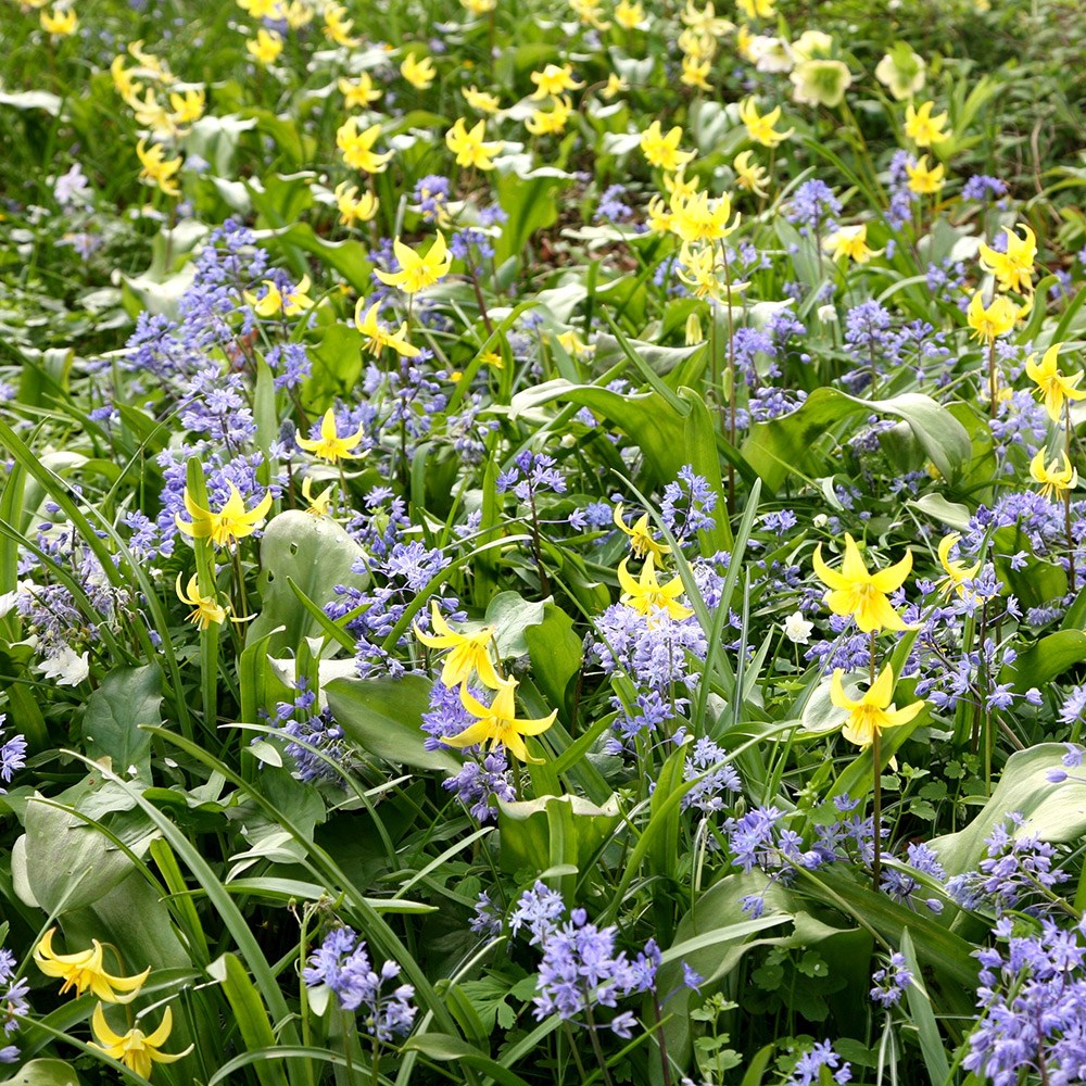 <i>Erythronium</i> 'Pagoda'