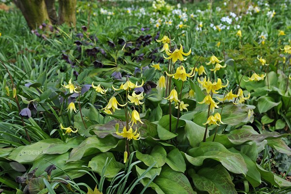 <i>Erythronium</i> 'Pagoda'