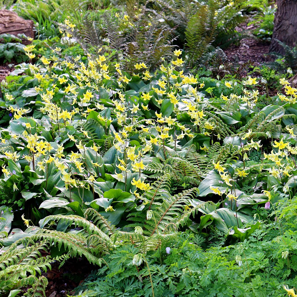 <i>Erythronium</i> 'Pagoda'