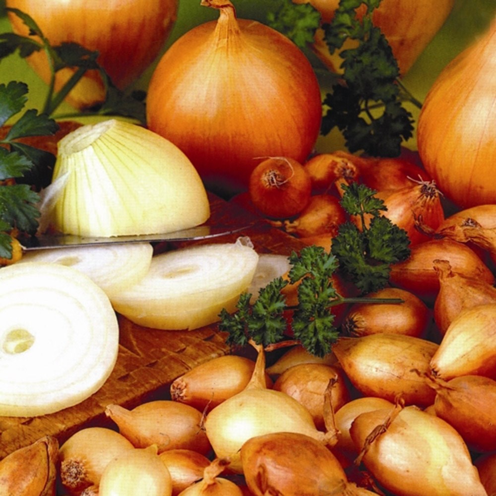 onion 'Senshyu Semi-globe Yellow'