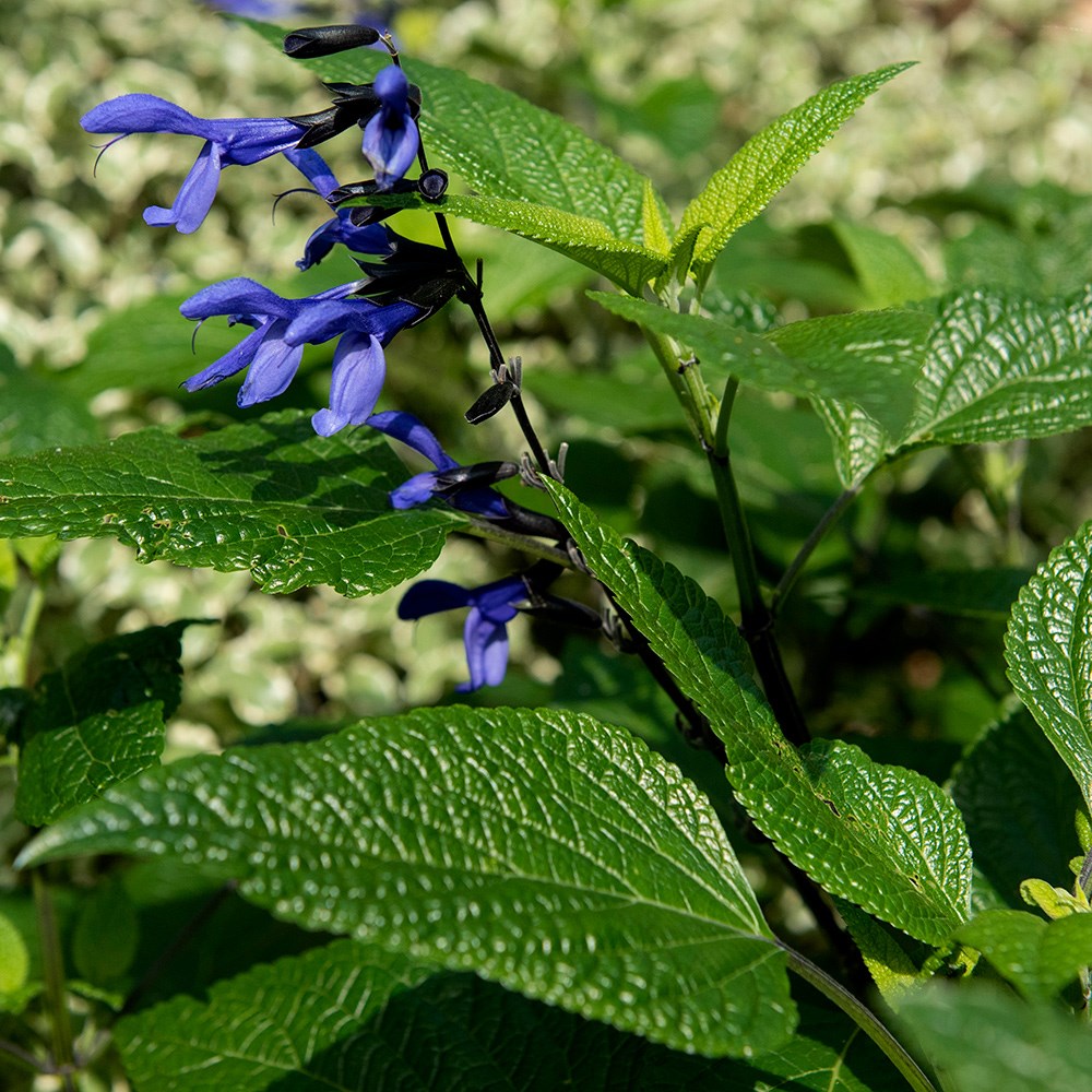 <i>Salvia guaranitica</i> 'Black and Blue'