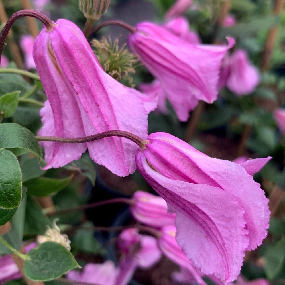 <i>Clematis</i> 'Alionushka'