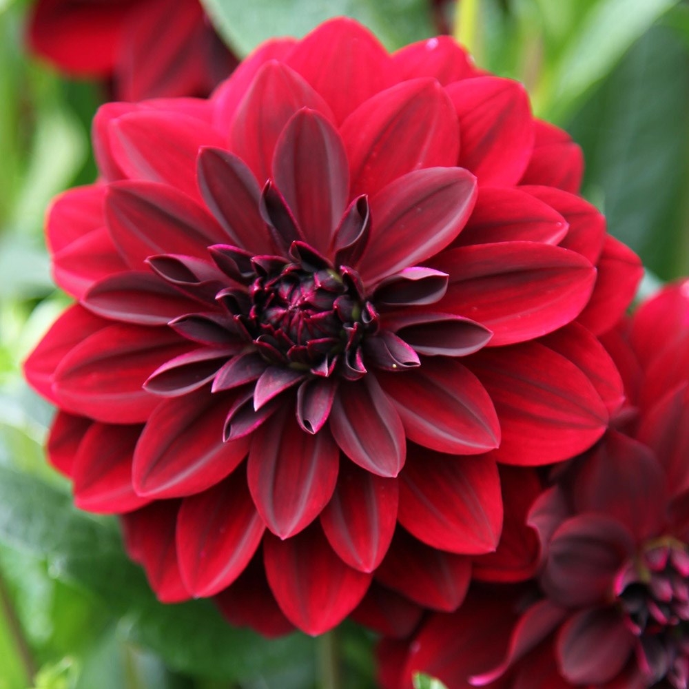 <i>Dahlia</i> 'Arabian Night'
