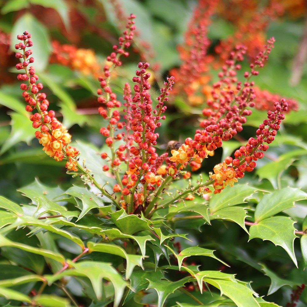 <i>Mahonia nitens</I> 'Cabaret' (PBR)