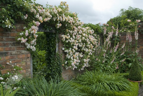 Rosa Phyllis Bide | Rambler Rose