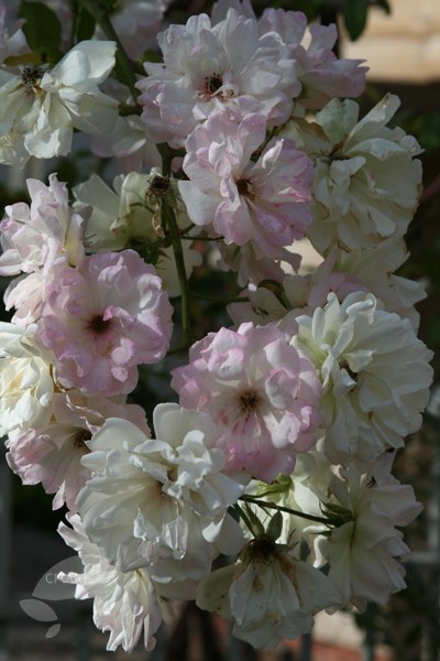 Rosa Phyllis Bide | Rambler Rose
