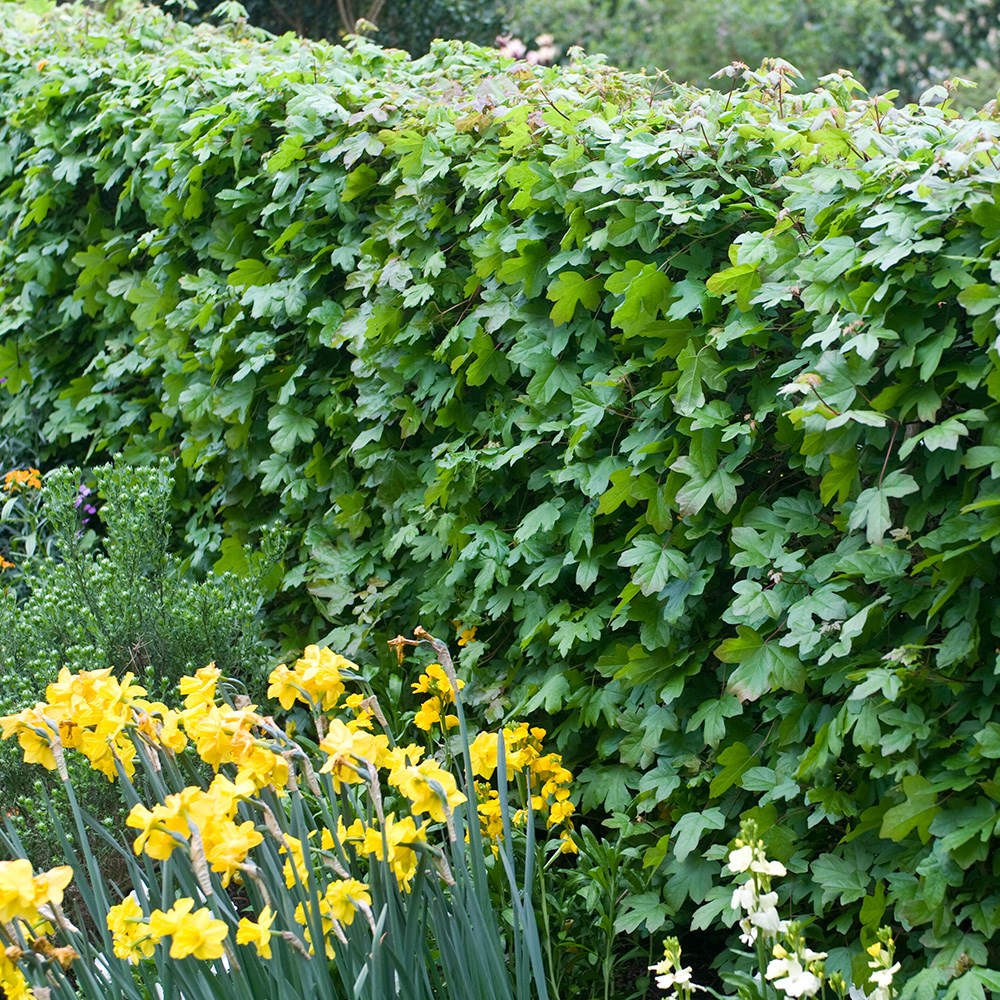 Acer campestre - Field maple hedging