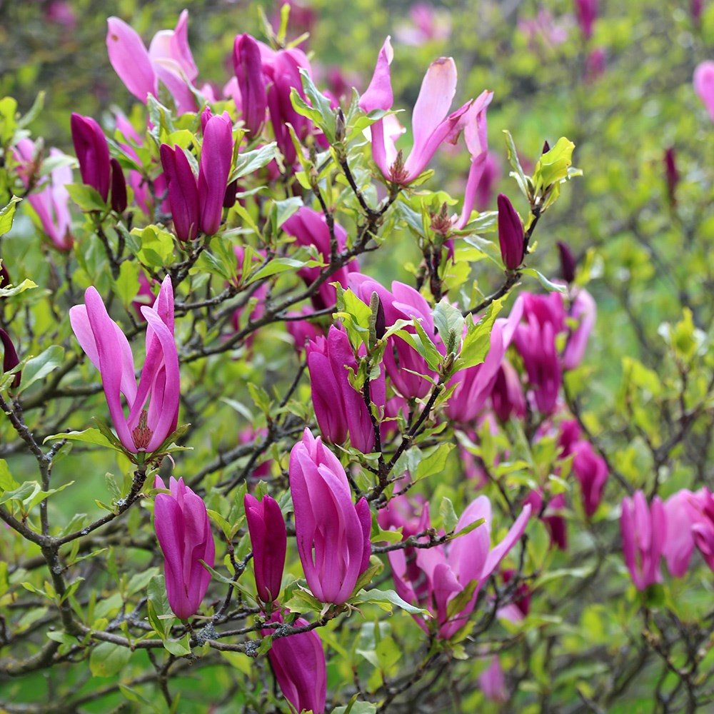 <i>Magnolia</i> 'Susan'