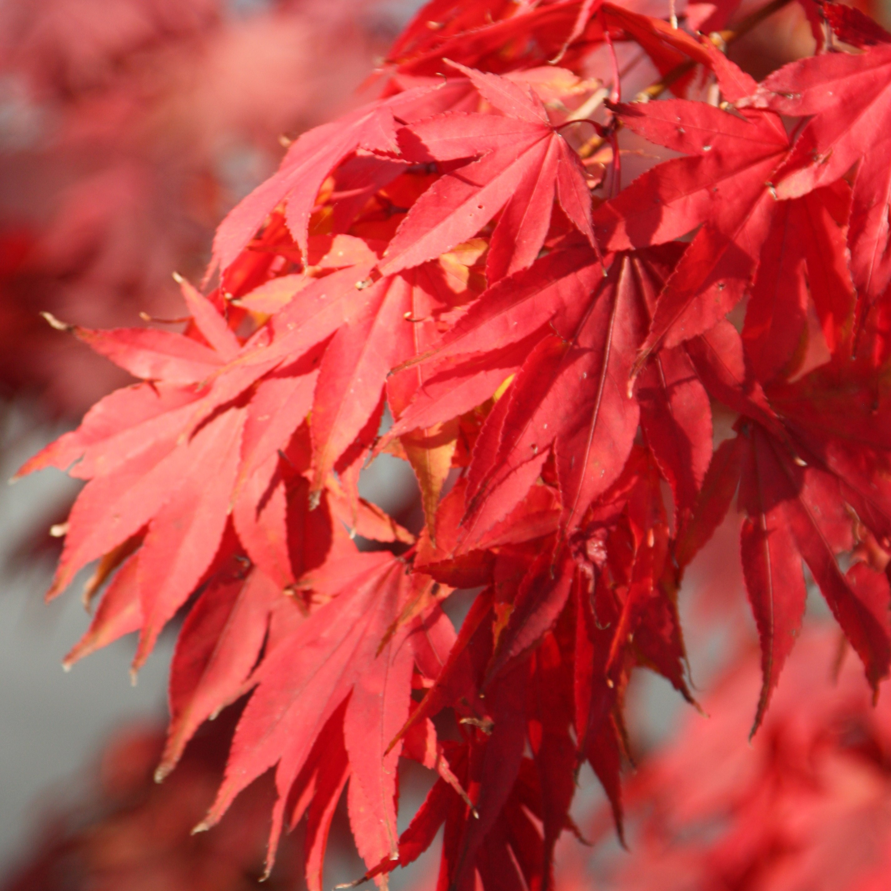 <i>Acer palmatum</i> 