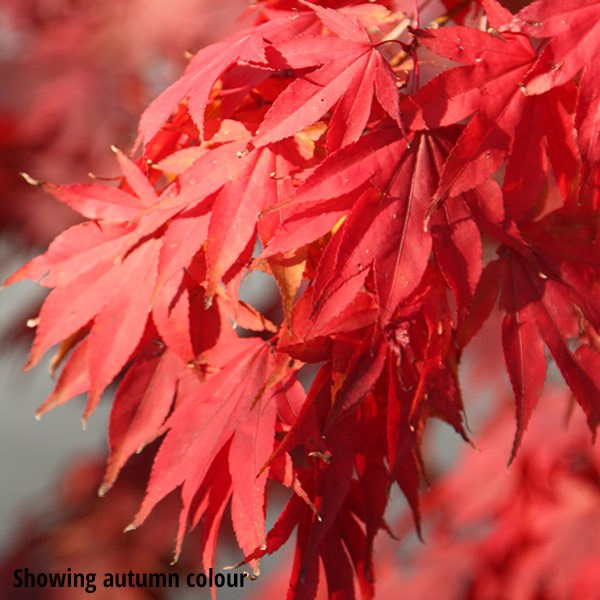 <i>Acer palmatum</i> 