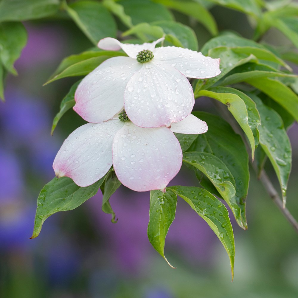 <i>Cornus florida</i>