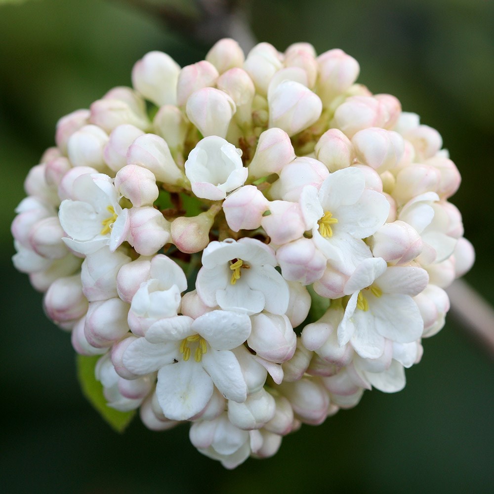 <i>Viburnum</i> × <i>carlcephalum</i>