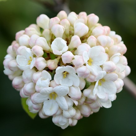 Viburnum × carlcephalum
