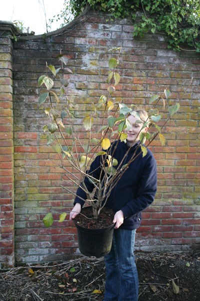 <i>Viburnum</i> × <i>carlcephalum</i>