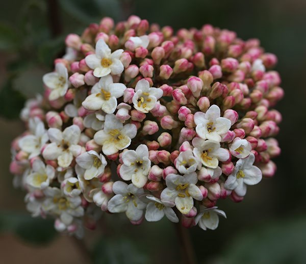 <i>Viburnum</i> × <i>carlcephalum</i>
