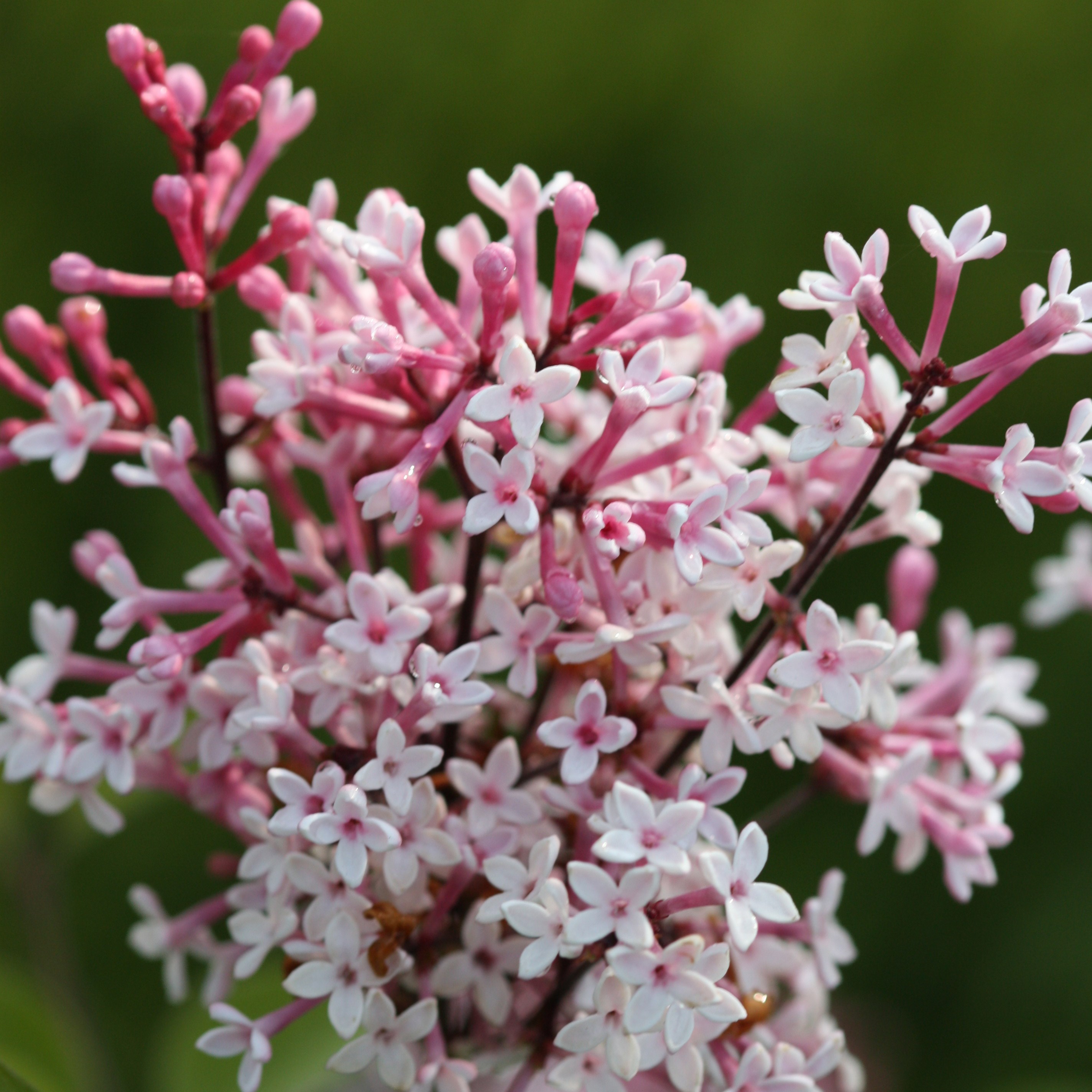 <i>Syringa pubescens</i> subsp. <i>microphylla</i> 'Superba'