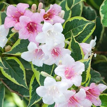 Weigela Nana Variegata