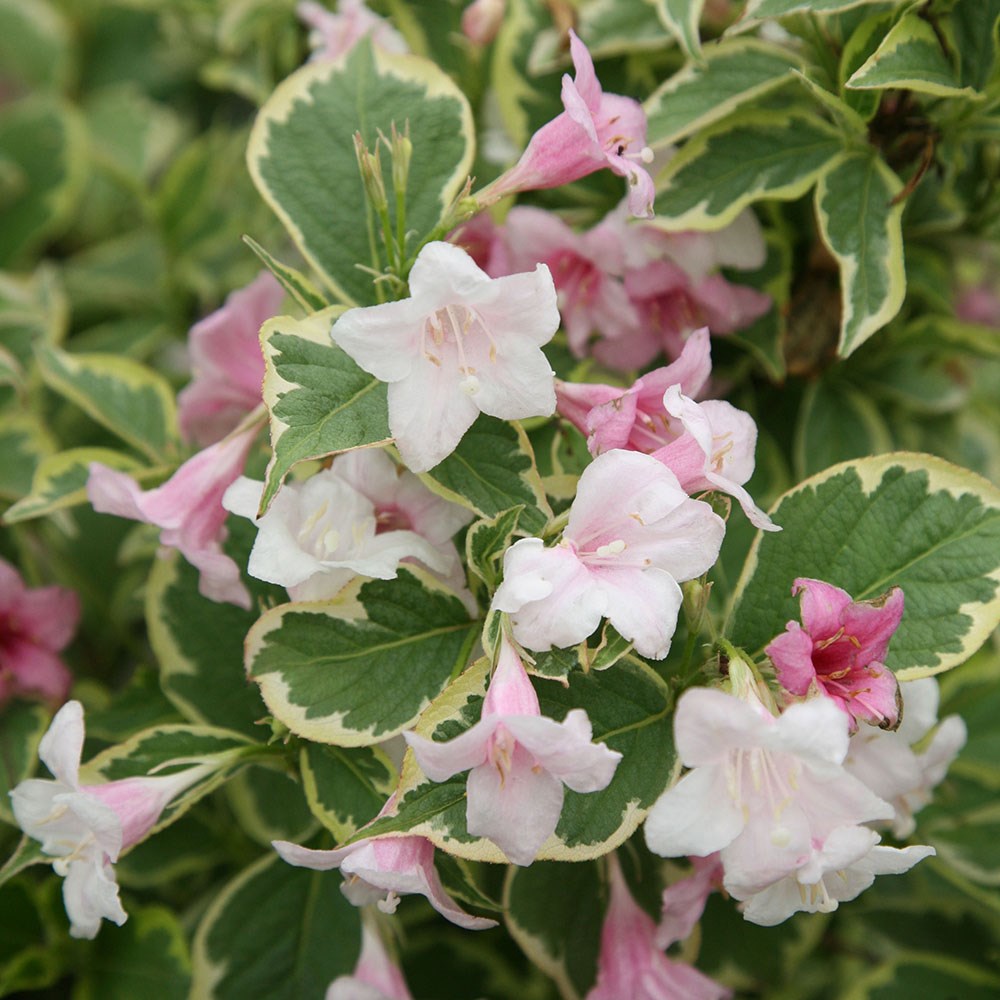 <i>Weigela</i> 'Nana Variegata'