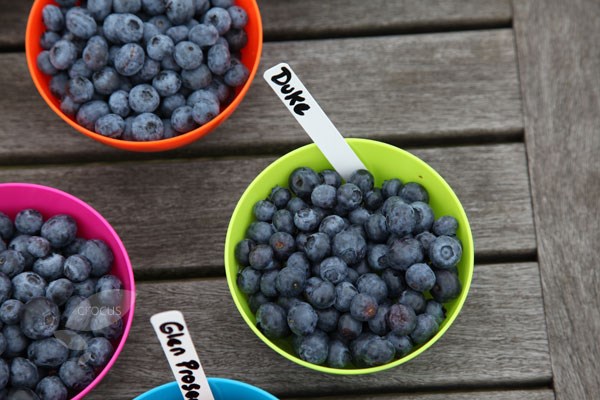 blueberry 'Duke'