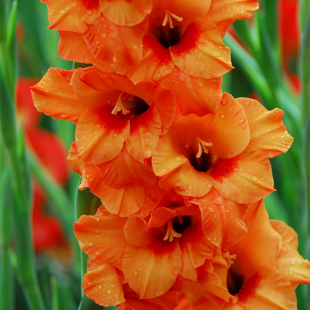 <i>Gladiolus</i> 'Prince of Orange'