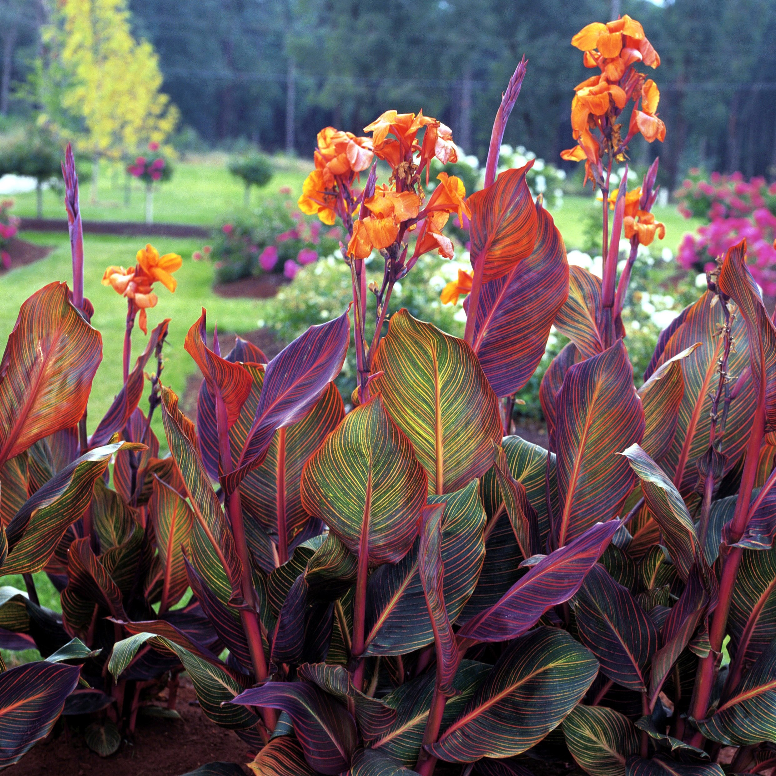 <i>Canna</i> 'Phasion'