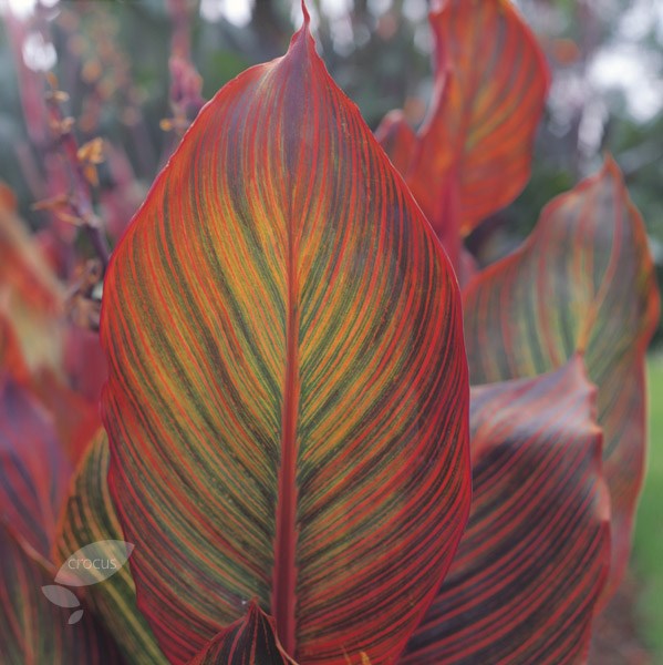 <i>Canna</i> 'Phasion'