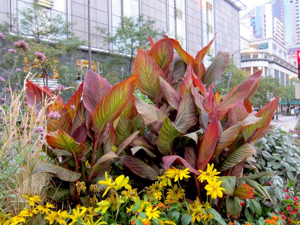 <i>Canna</i> 'Phasion'