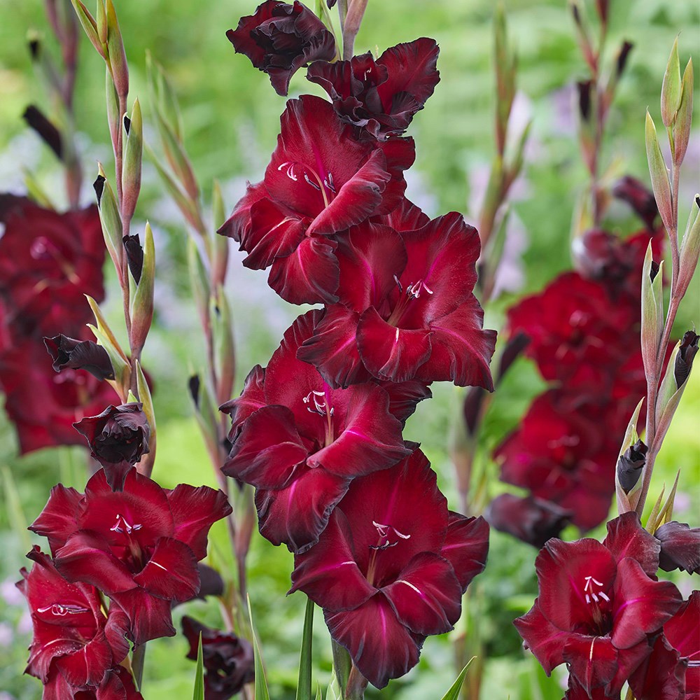 <i>Gladiolus</i> 'Black Star'