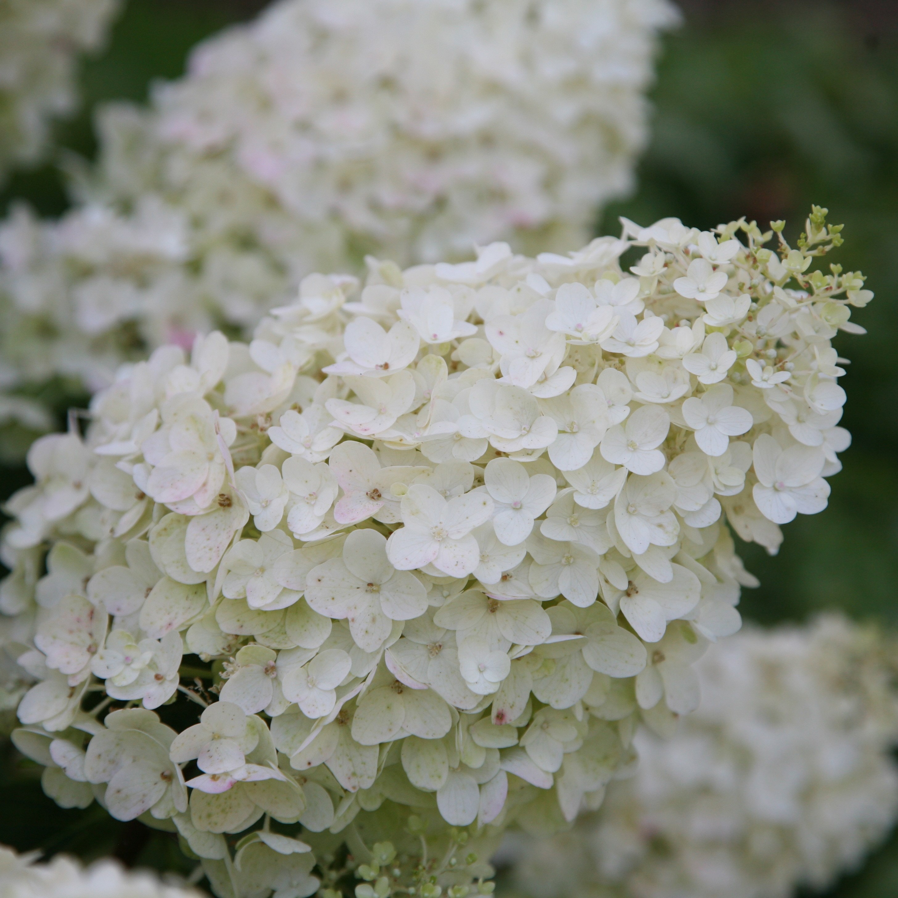 <i>Hydrangea paniculata</i> 'Silver Dollar'